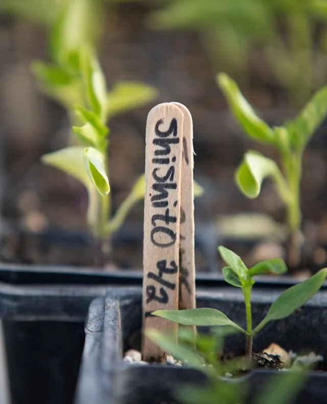 Reminder to get your Cerf Club Provision order in by Monday for Thursday Delivery this week. We will be closed on 7/3 to observe the 4th of July Holiday. ⁠
⁠
⁠
⁠
lens: @dines.co