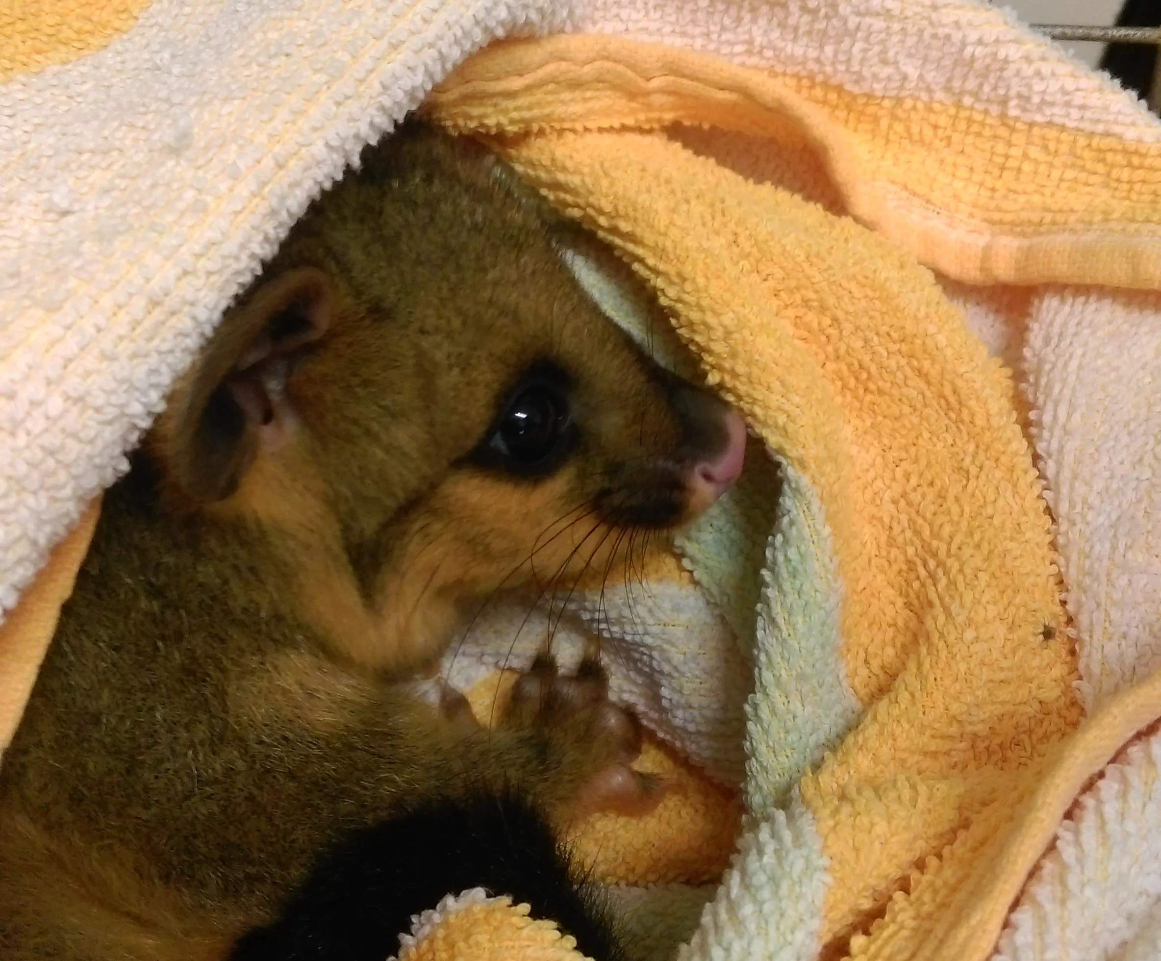 Sugar glider.jpg