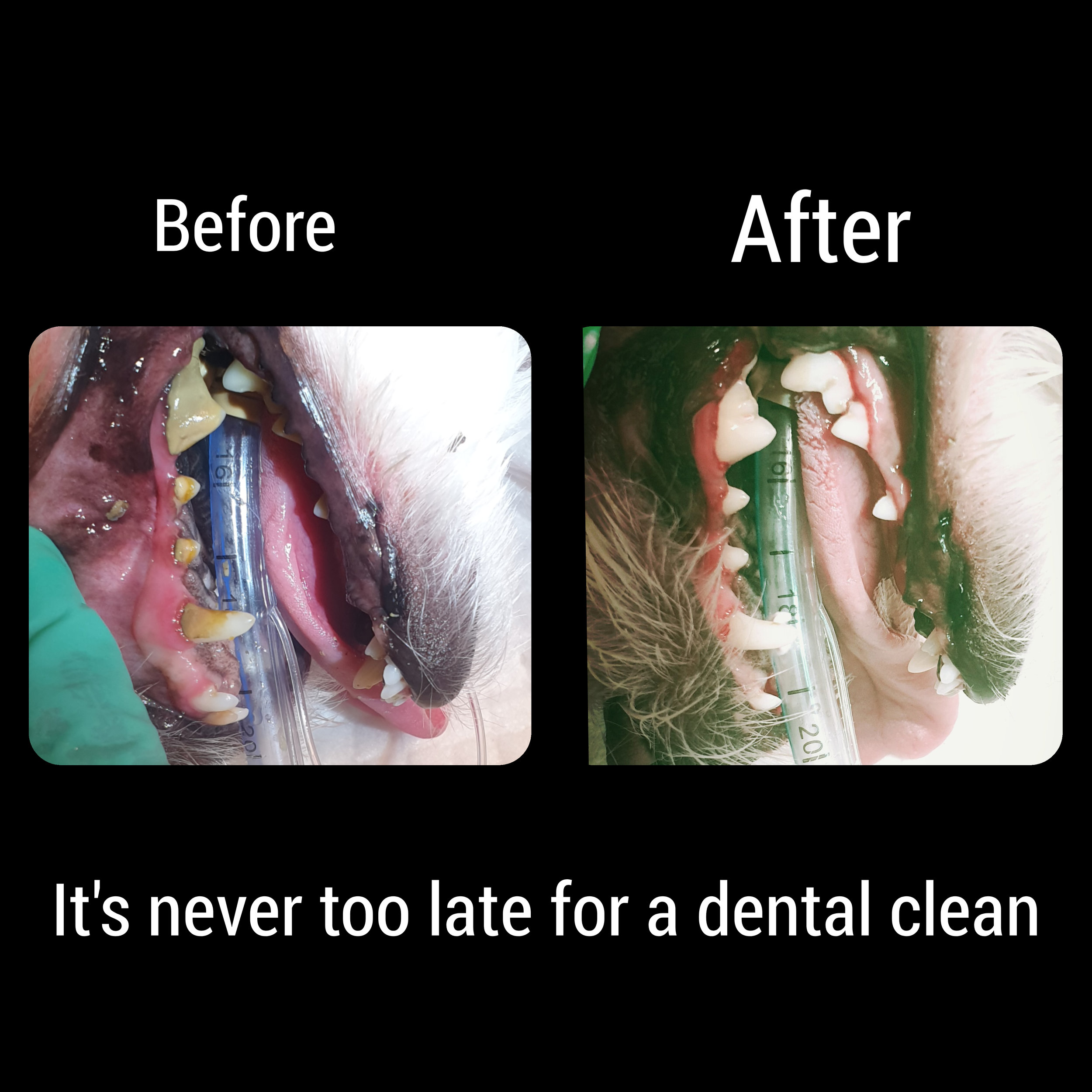 before and after.jpg