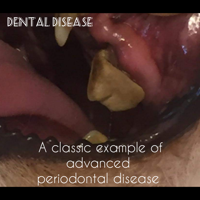 dental disease.jpg