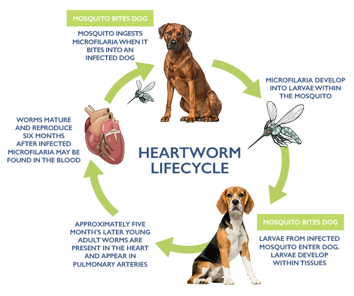 Heartworm Awareness