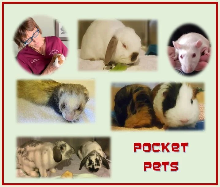 POCKET PETS