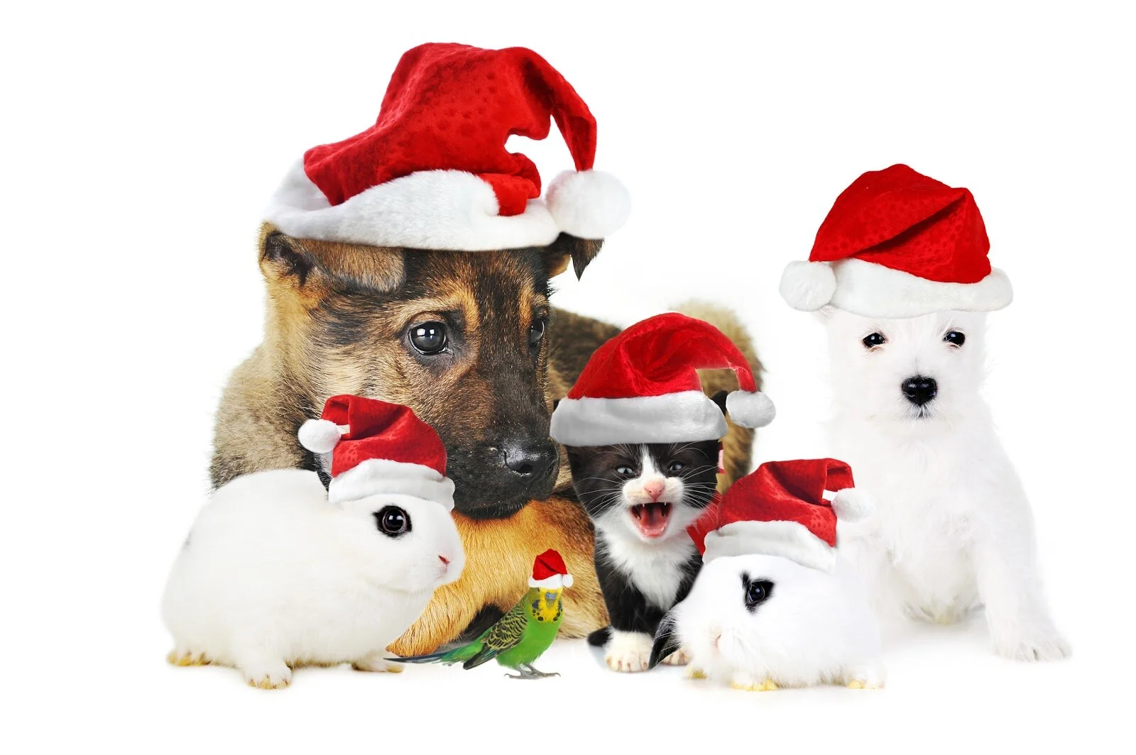Trading Hours for Christmas/New Year's Holiday 