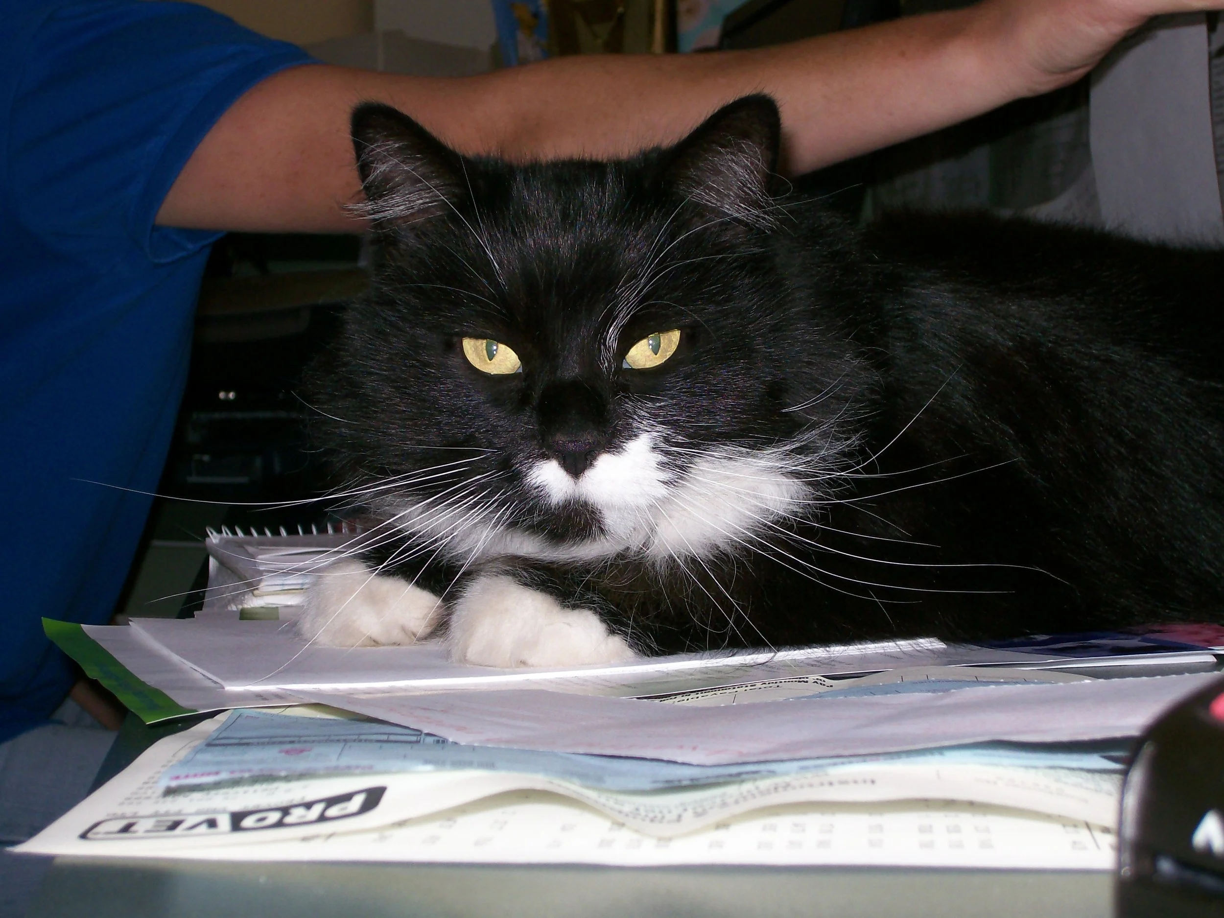 We are looking for veterinary Receptionist/Veterinary Nurse