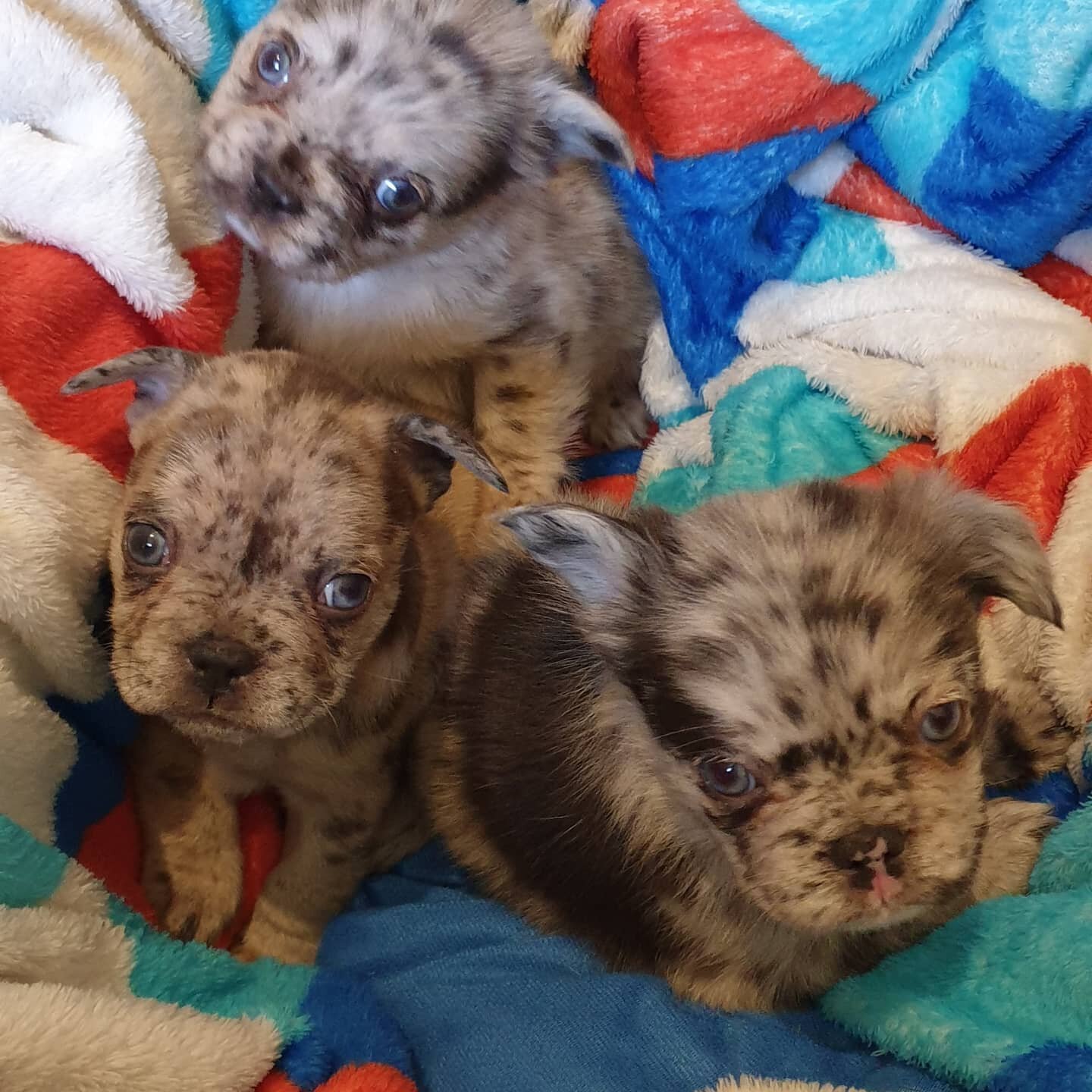 This little bundle of joy came into the clinic for their vaccinations and microchips. French Bulldog puppies💕