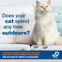 FIV (feline immunity virus) AWARENSS 