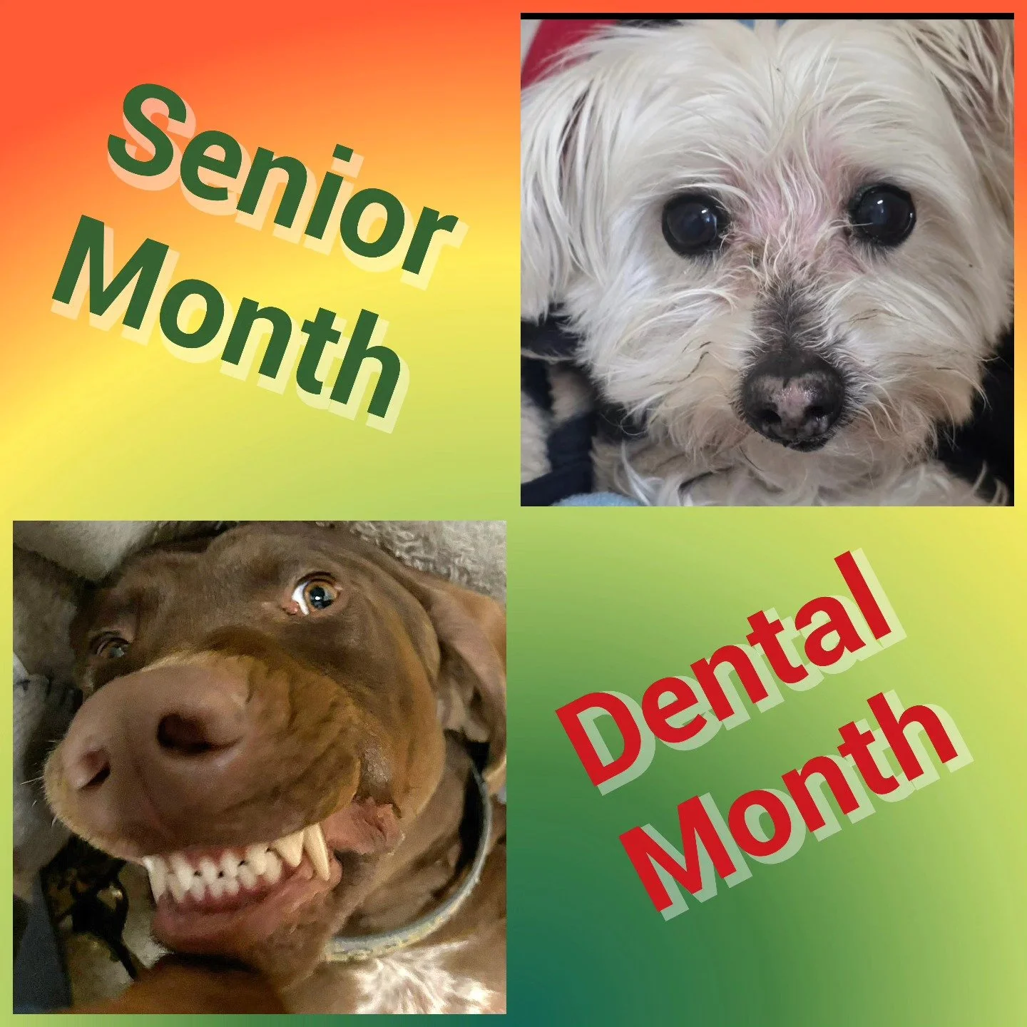 AUGUST is Dental and Senior Month! (learn more)