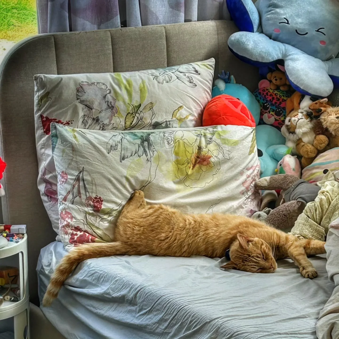 ...and that's a wrap on International Cat Day.  The winner will be drawn on Monday 11th August.🐱