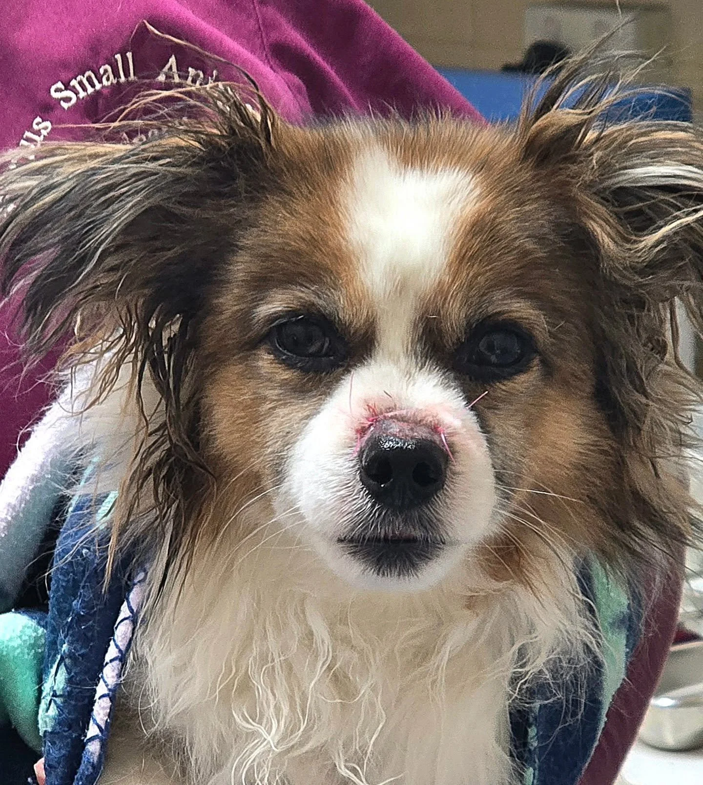 Little Sqid came in today to have a procedure.  He has gone home this afternoon.  What a cutie.🥰