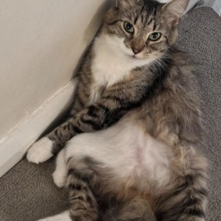 🎉CONGRATULATIONS Coco! You won our draw in the Facebook original post International Cat Day Photo competition!! We will contact your owner through private message on Facebook. 😍