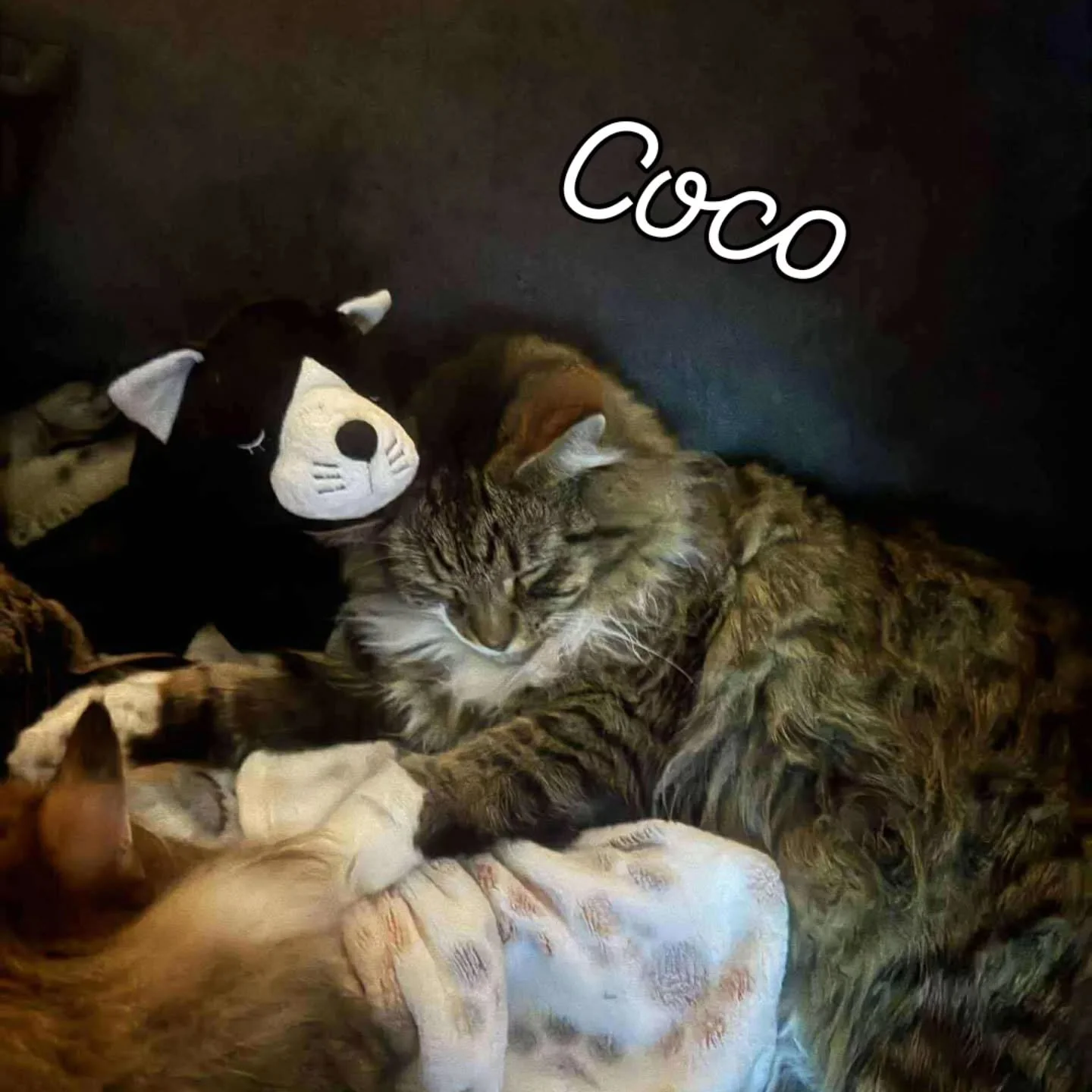 Coco is loving his blanket and Teddy bear snuggle heat pack prize from International Cat Day photo draw 💕🐱