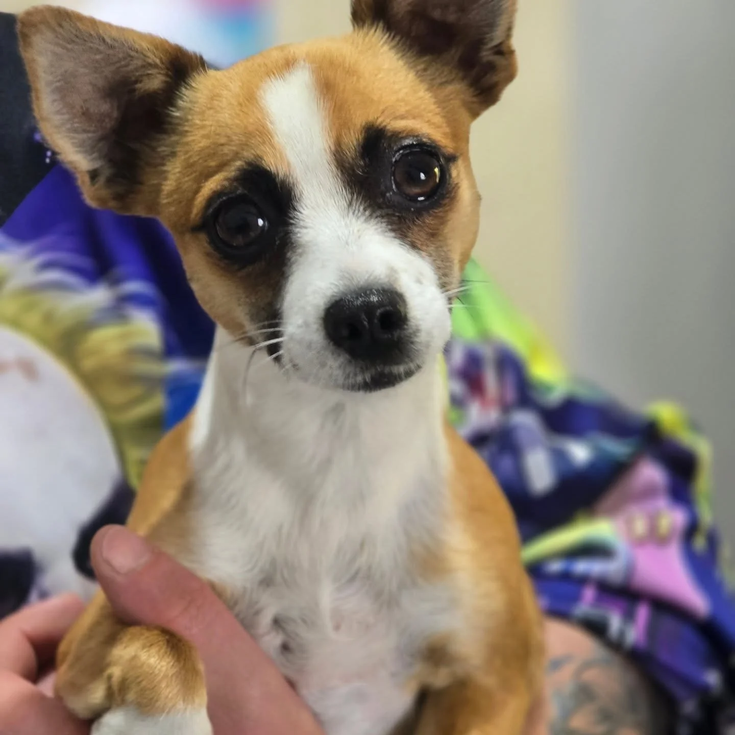 This little girl came into surgery the other day for routine desex. Summer is a brave little girl and went home the same afternoon 💕