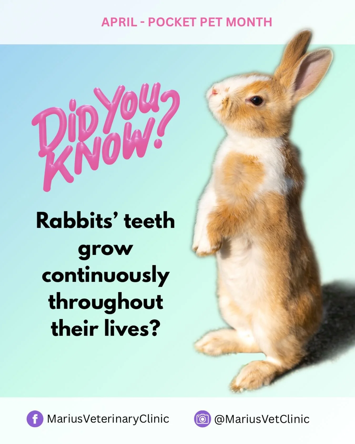 🐰 Rabbits aren&rsquo;t just cute&mdash;they&rsquo;re surprisingly complex little patients!
Did you know their teeth grow continuously throughout their lives?
That&rsquo;s why hay isn&rsquo;t optional&mdash;it should make up around 80% of their diet 