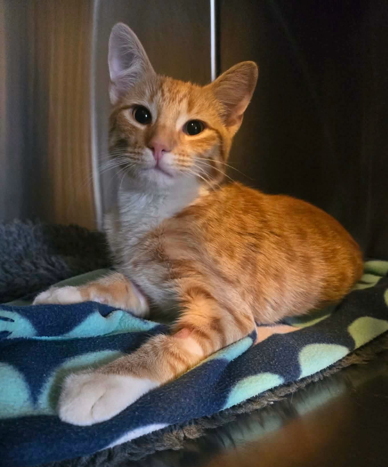 Cheeky siblings Pumkin and Cotton were desexed yesterday 🐈🐈&zwj;⬛🥰