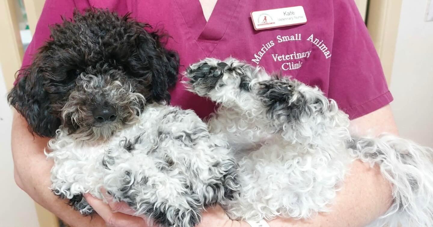 This adorable little bundle of fluff was desexed earlier this week. Thanks for the snuggles Miss Theodosia! 🥰🐾