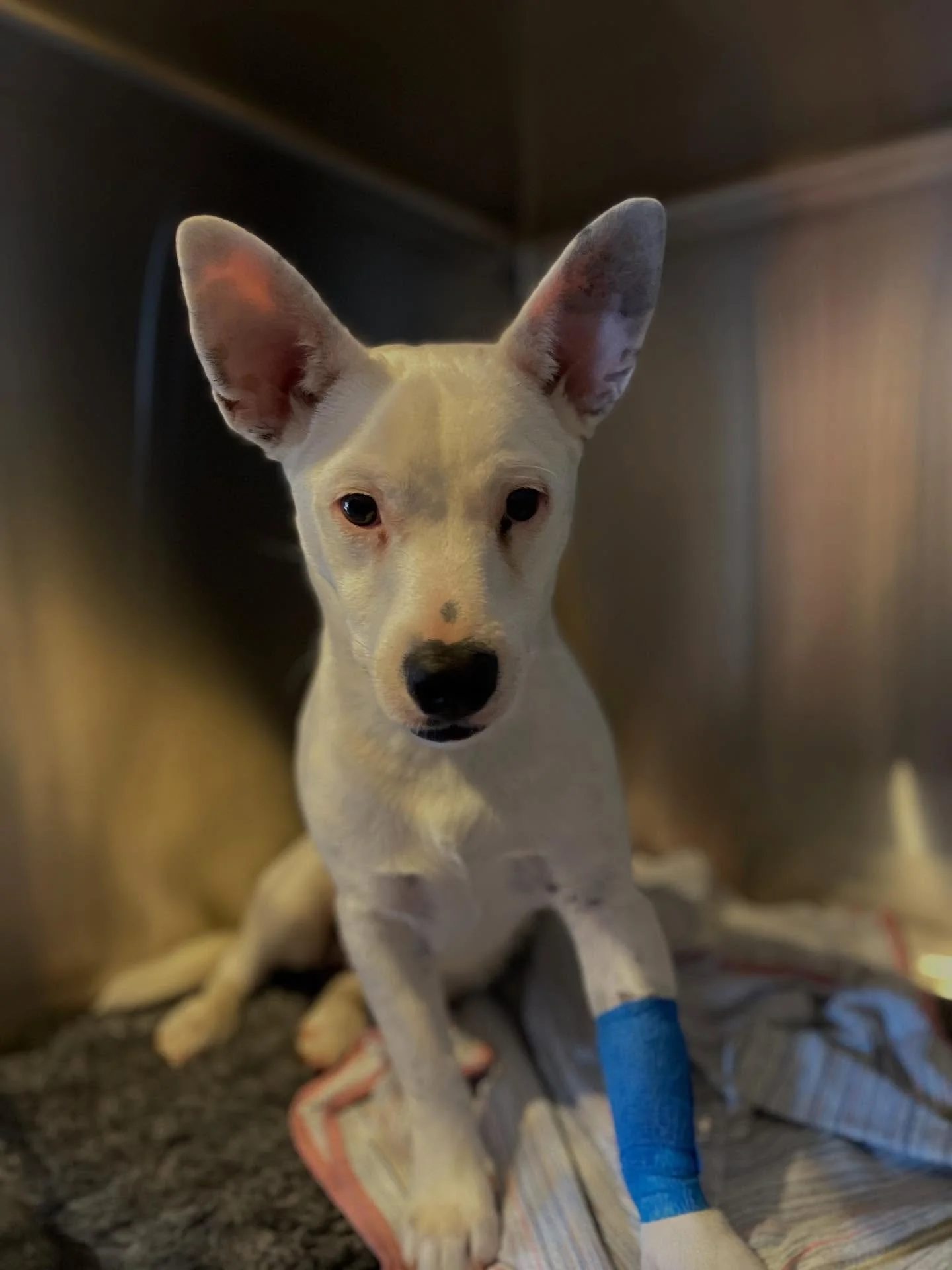 Siblings Fern and Cheeko were both desexed yesterday. Just look at that adorable bond 🥰🐾