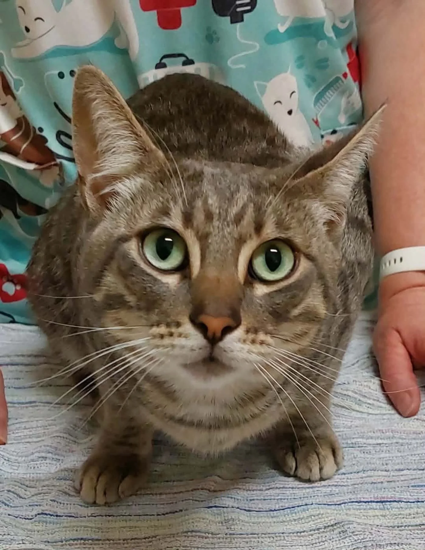 Gorgeous Mr Grinchy was desexed this week. Look at those stunning eyes! 😍