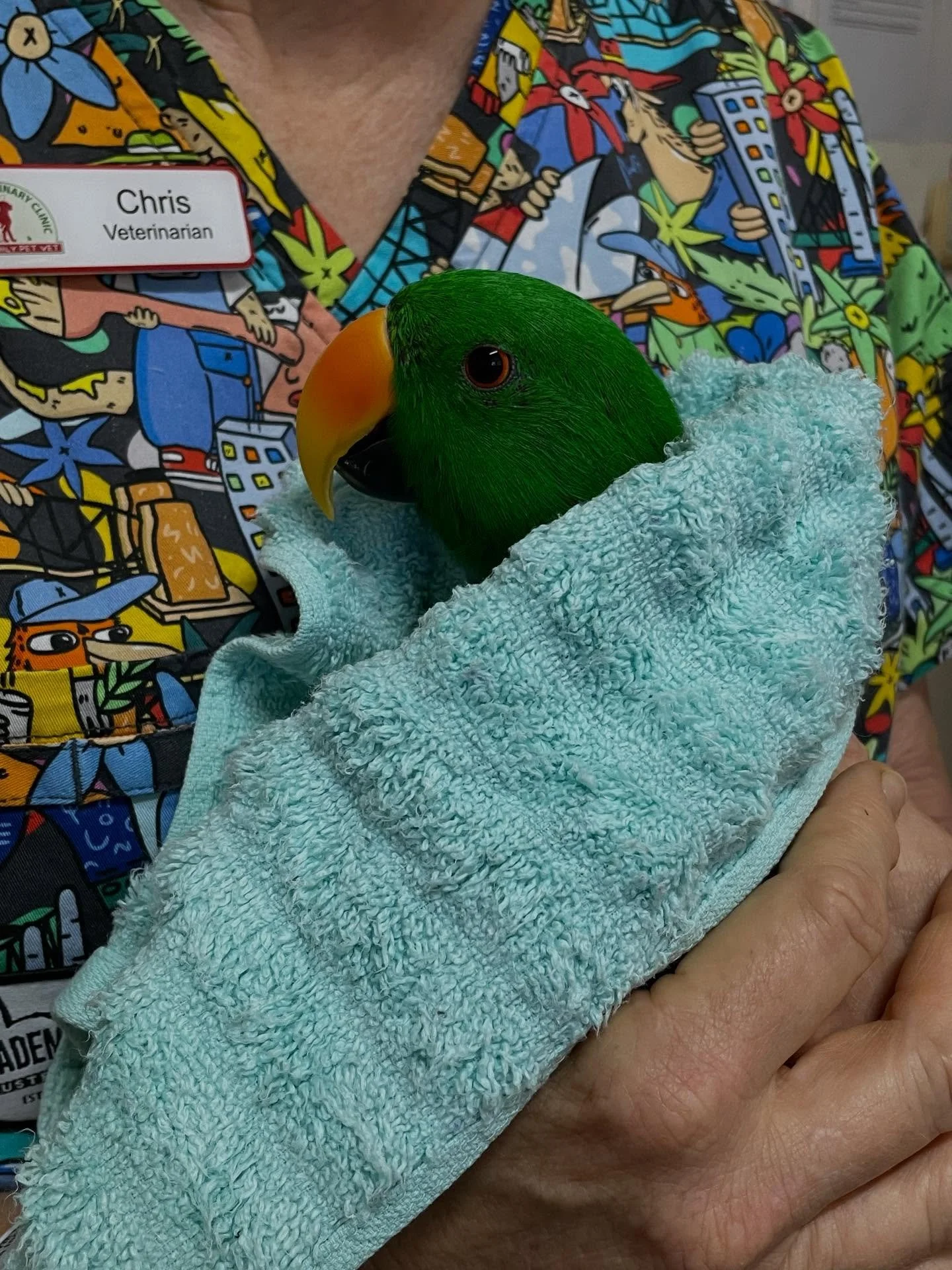 Jake the gorgeous Eclectus Parrot stayed with us yesterday for pathology and radiographs.. we thoroughly enjoyed your cuddles and chats Mr Jake! 🥰🦜