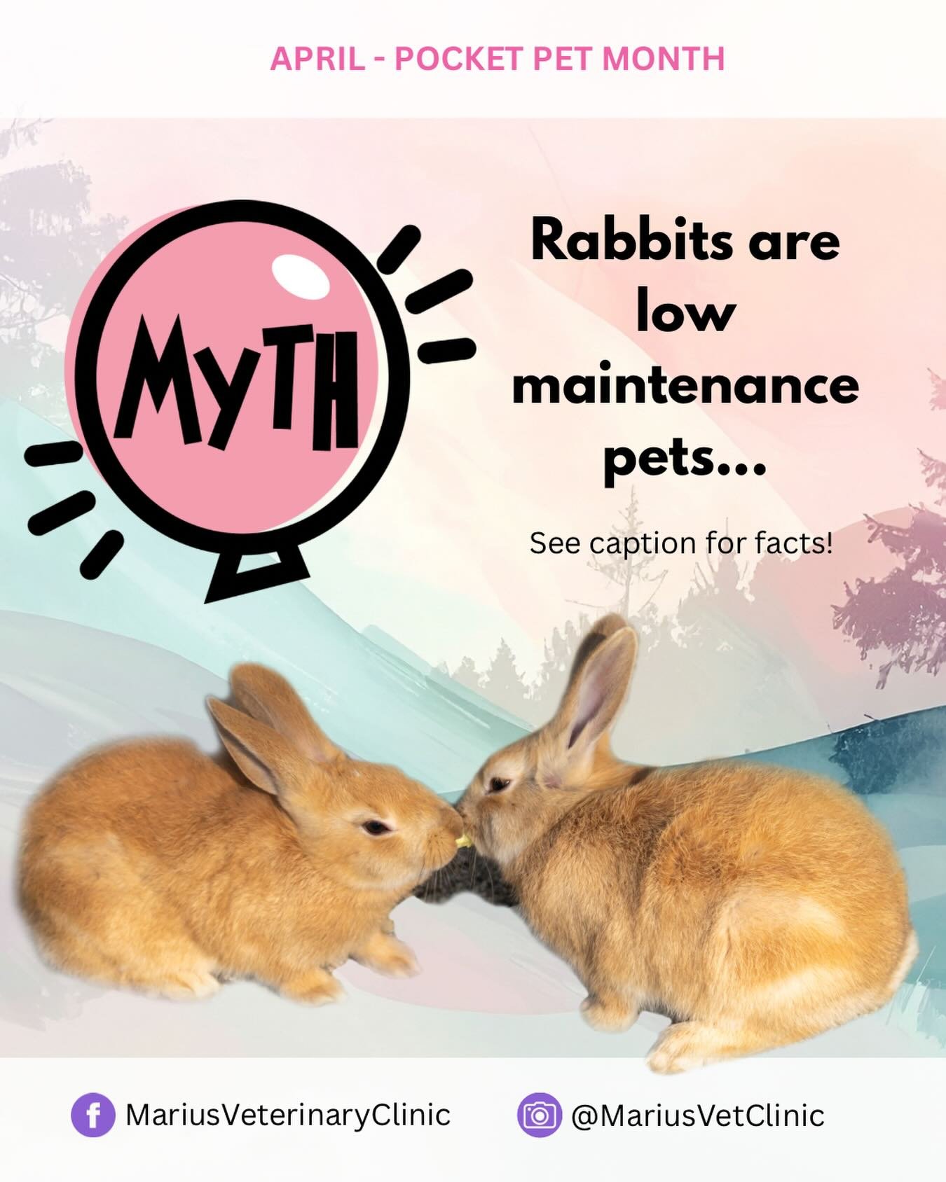 🐰 MYTH: Rabbits are &lsquo;low maintenance&rsquo; pets
✔️ TRUTH: They need just as much care and attention as cats and dogs!
They require:
 &bull; A high-fibre diet (hello hay!)
 &bull; Space to move and exercise
 &bull; Regular health checks
 &bull