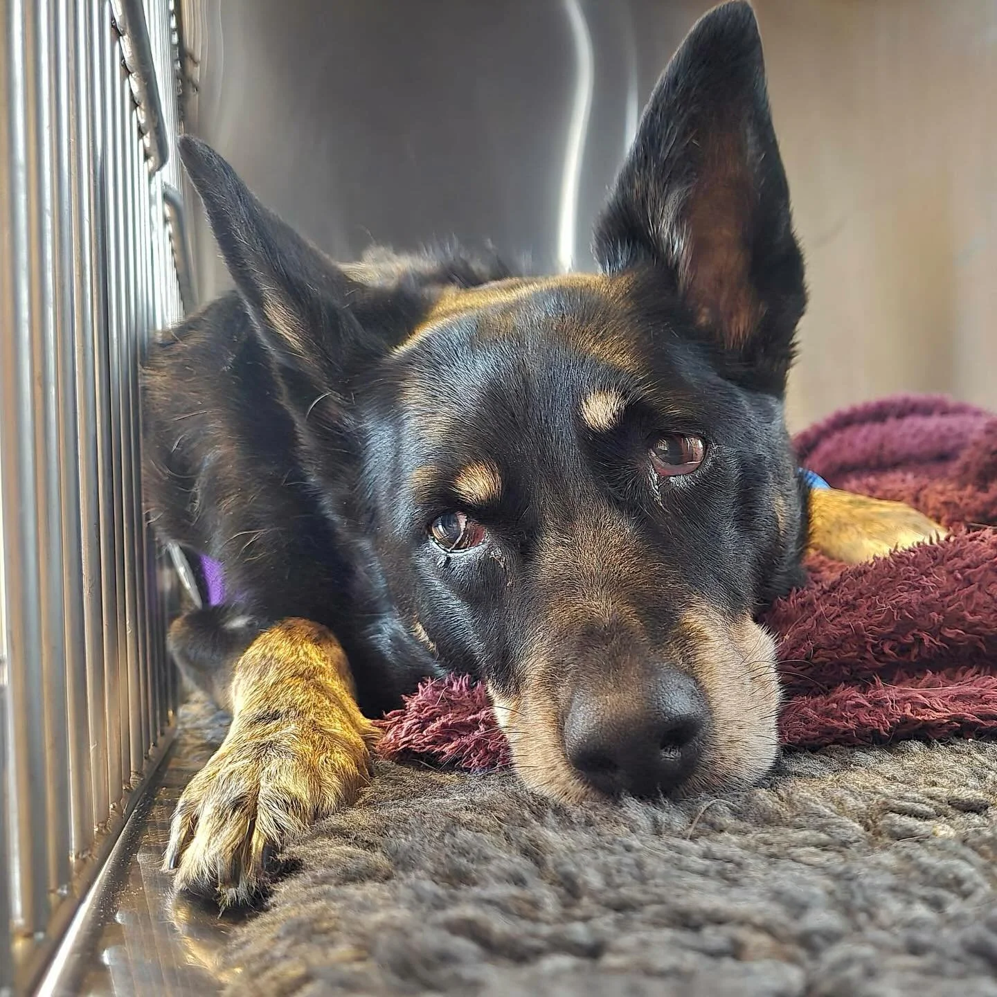 The gorgeous Ella after having her teeth cleaned yesterday 🦷🥰