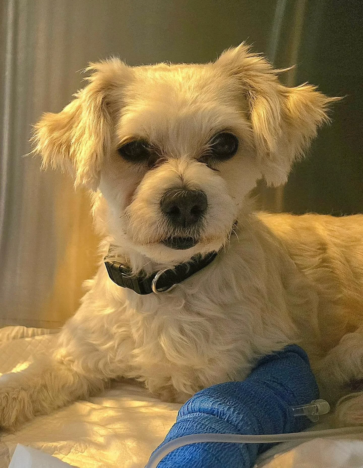 Lovely little Lexi during her recent hospital stay. She is now recovering happily at home 🥰