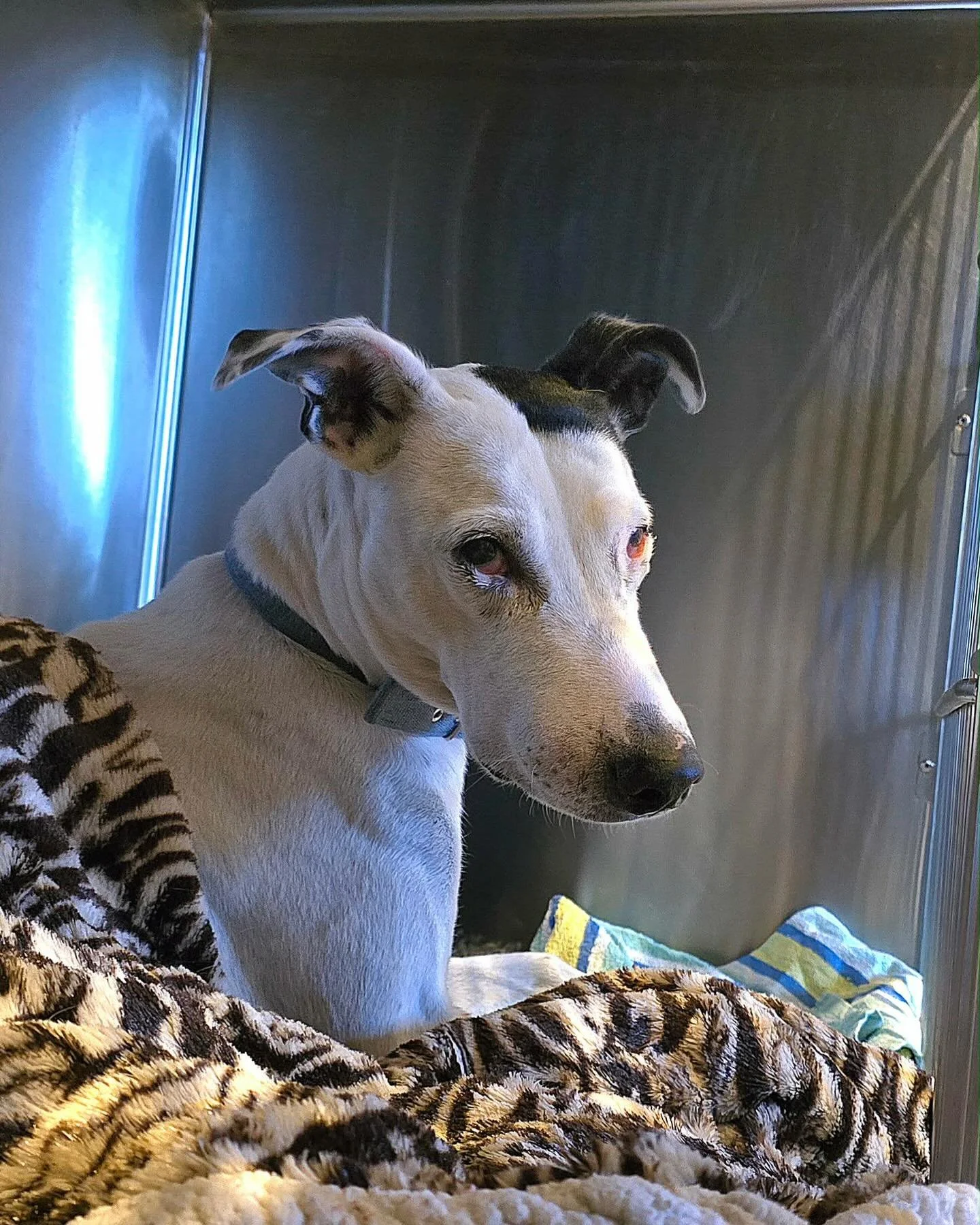 Gorgeous miss Mini is feeling much better after having a fractured tooth removed 🦷💜