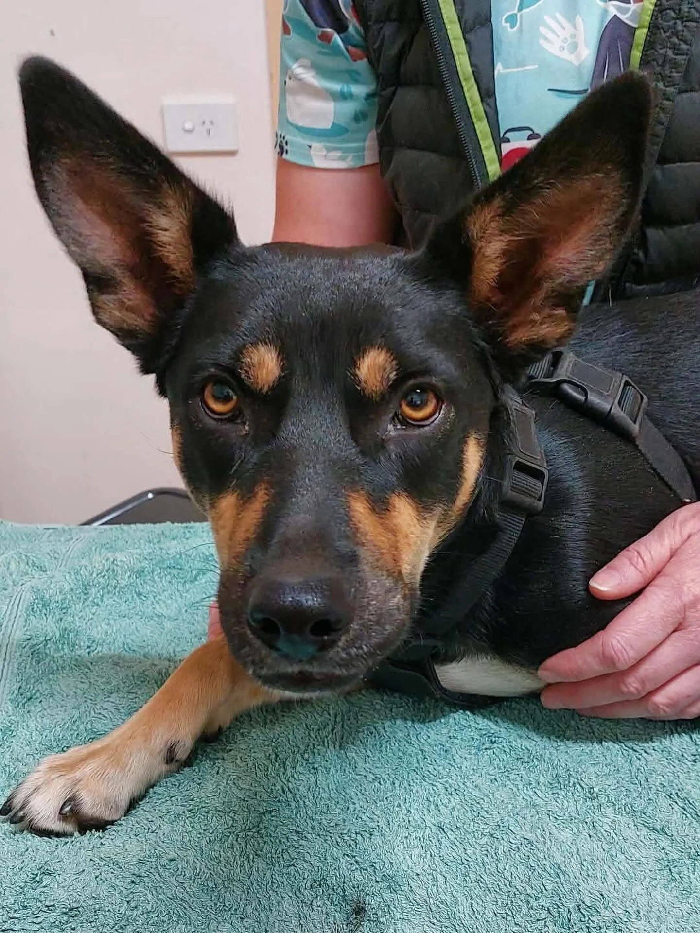The gorgeous miss Alfia getting prepped for her anaesthetic. Just look at those ears! 😍