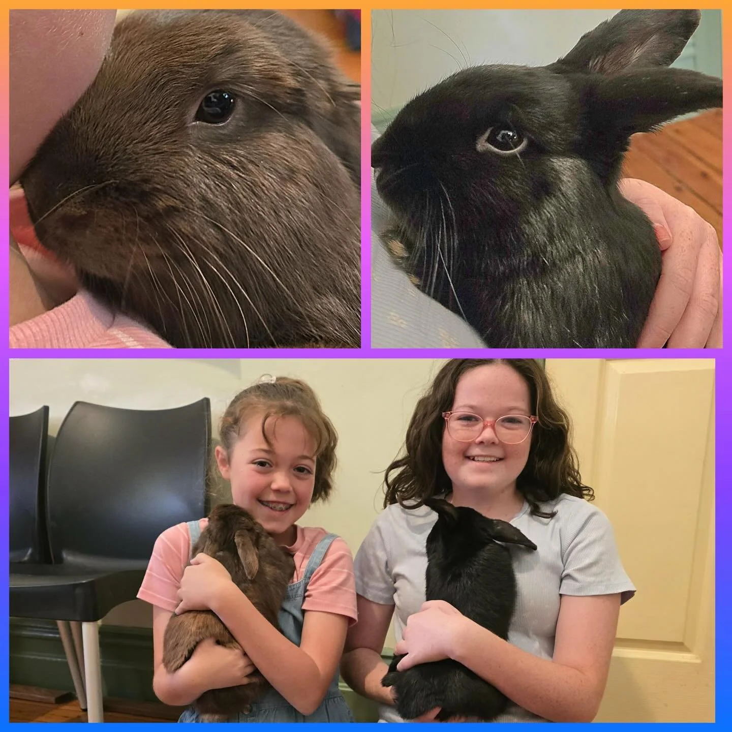 Little Blackie and Brownie having snuggles with their family during a recent vaccination visit 🥰🥰 #rabbitlove #rabbitinstagram #pocketpets #pocketpetvet #pocketpetmonth
