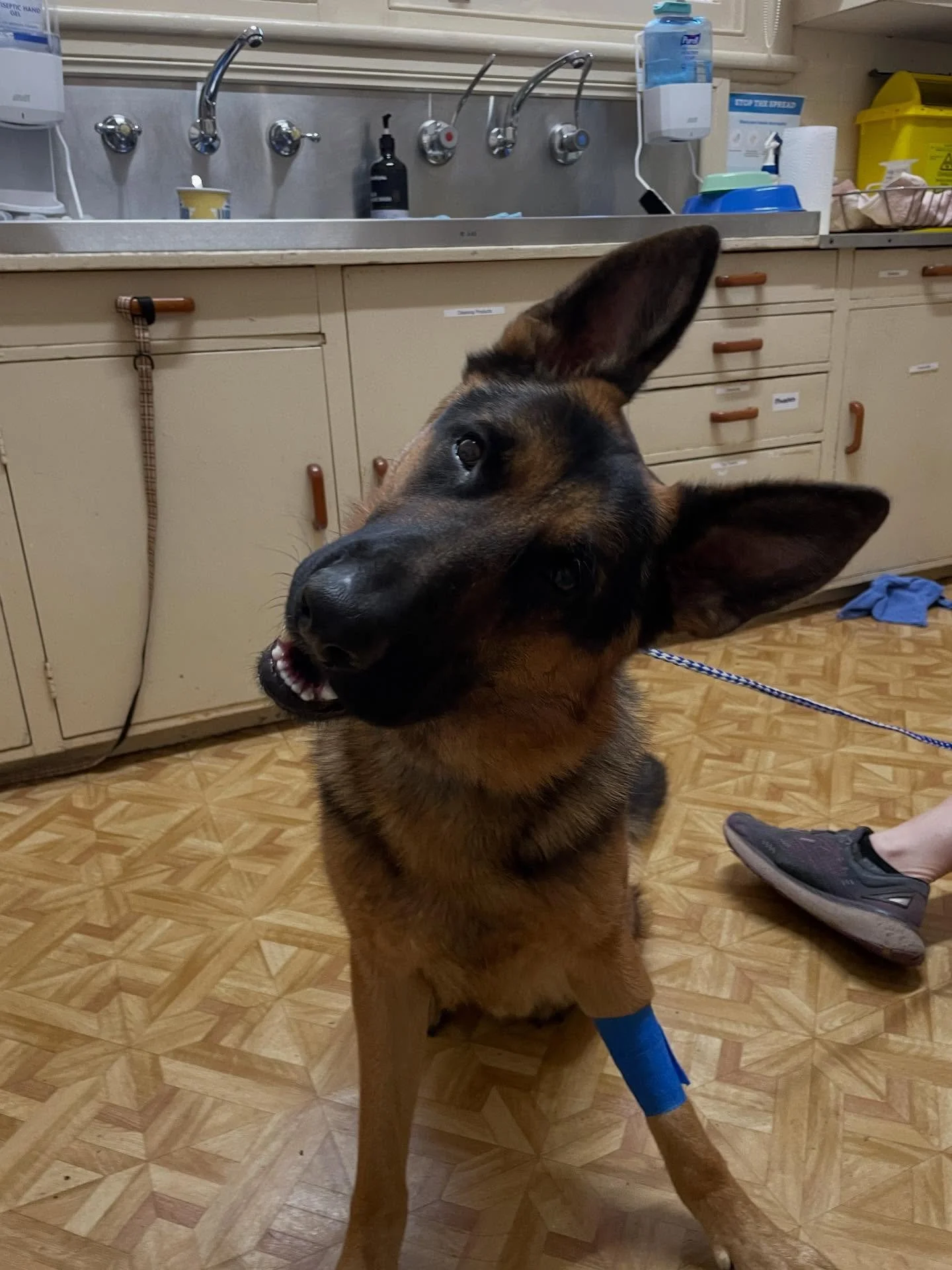 The gorgeous Apollo keeping us entertained before his x-rays and desex 🥰🥰