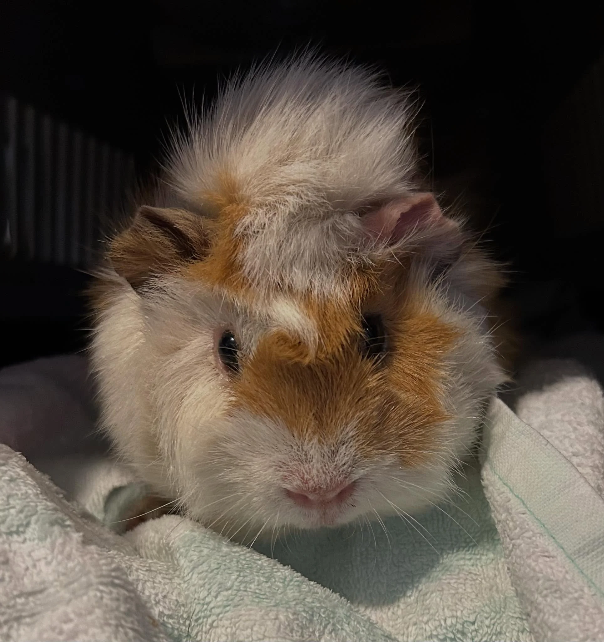 Steve and Piggy 3 during their recent stay for checkup and castrate 🥰🥰