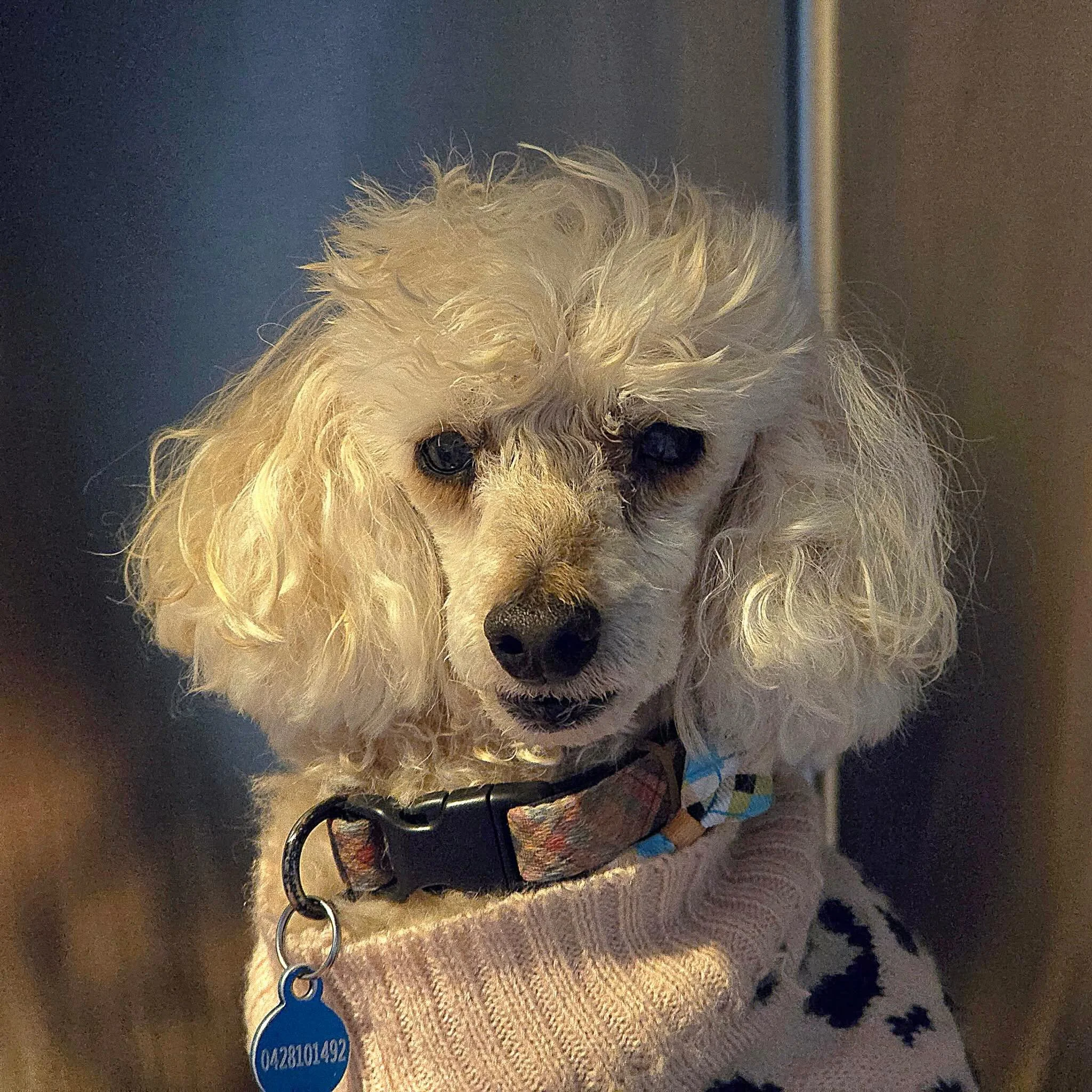 Mr Pickles looking all spiffy with his freshly cleaned teeth 🥰
