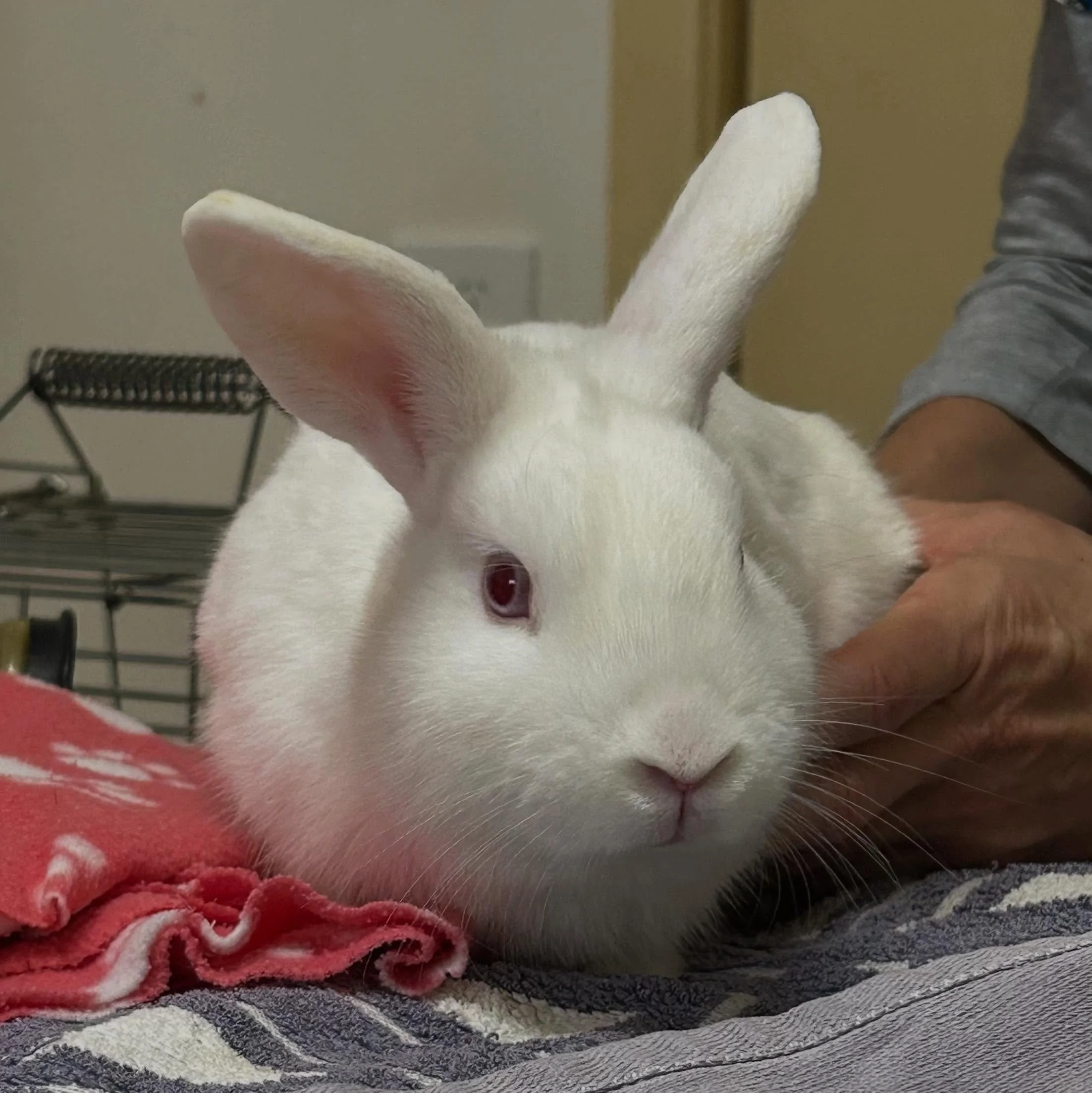 Bunnies bunnies bunnies! Snowy and Scotty were desexed last week 🥰