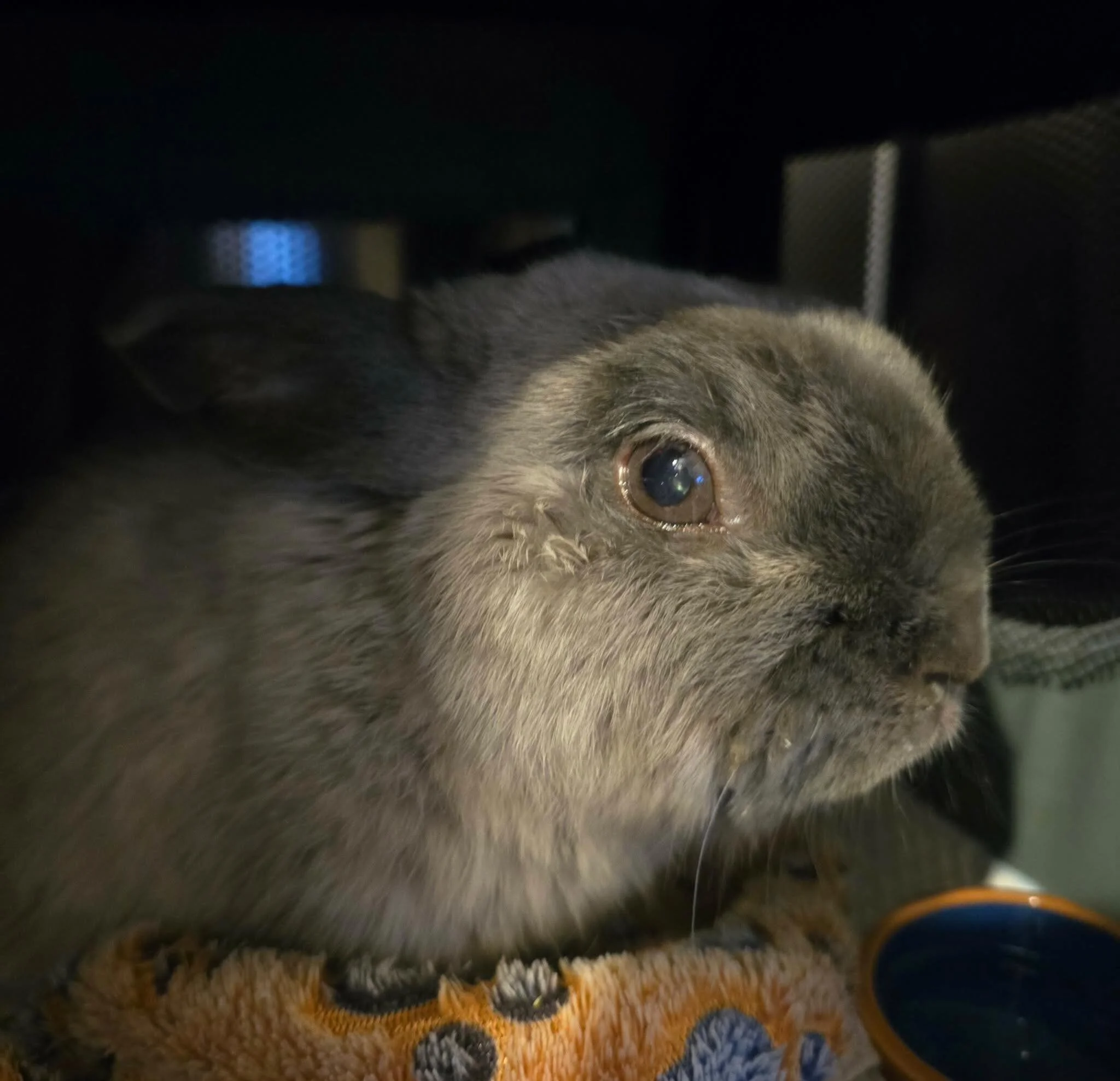 Lovely little Leo visited us recently for x-rays 💜
