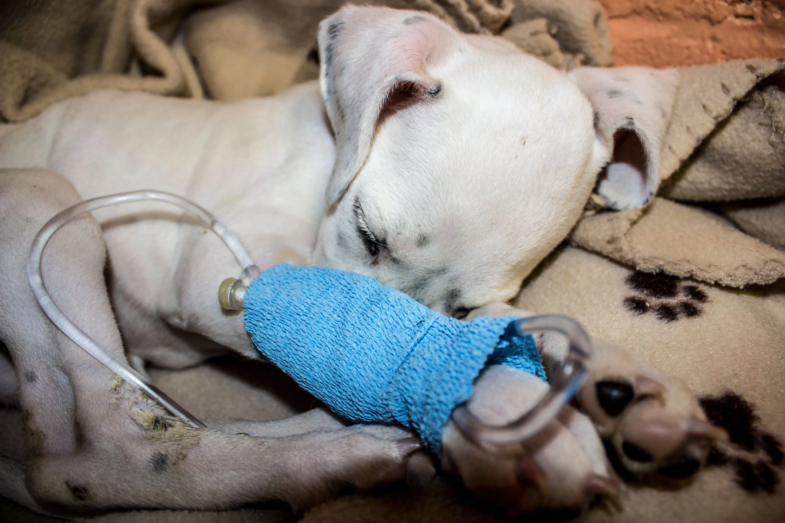 Puppy with Parvo in hospital on IV fluids