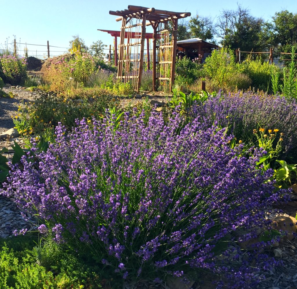 Garden lavender arbor.jpg