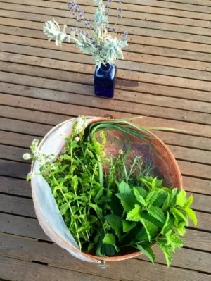 herbs in basket on table.jpg