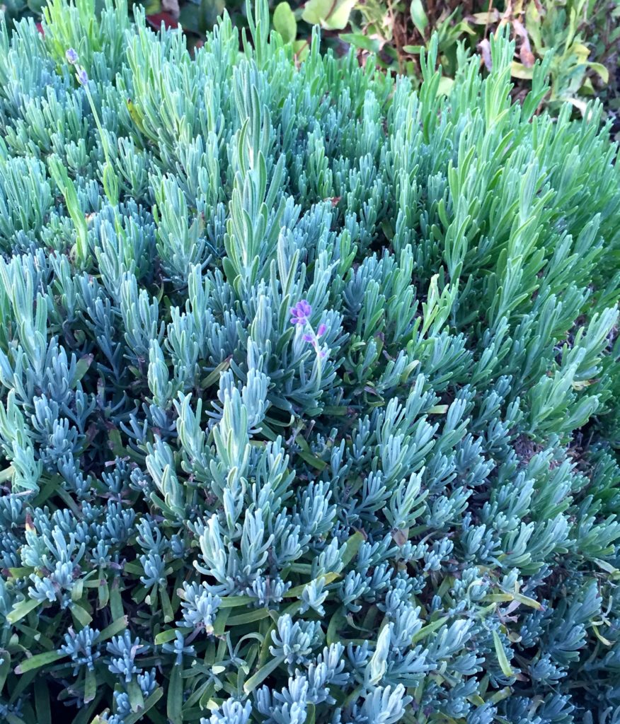 Garden lavender.jpg