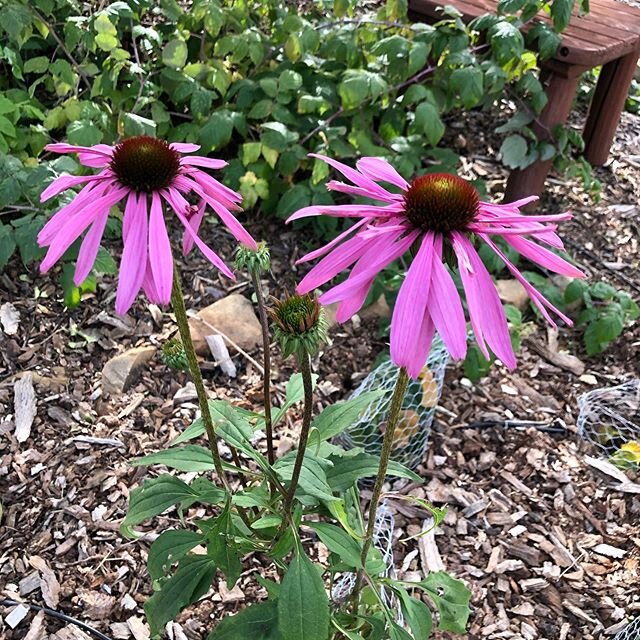 Winter solstice in a Southern California garden, with it&rsquo;s Mediterranean climate that includes the beginning of the rain season, is a trip. Signs of spring meet fall and winter. As I walk the garden I see echinacea blooming, the cramp bark bush