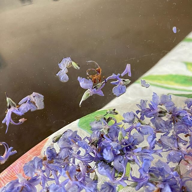 Rosemary flower in flight, small and glorious-part of the wonder of capturing flower essences in recent classes. The sound of hundreds of bees working the flowers added to the sun on our shoulders and the light breeze  to create a lovely morning in t