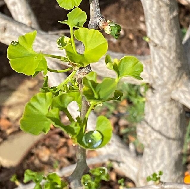 Like the gemstones they resemble,  the droplets from the recent rains on these plants are precious. True life blood for our planet and all its beings - it shines on the different textures of the garden plants-the wee ginkgo biloba leaves, the velvety