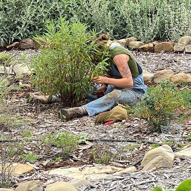 Couldn&rsquo;t resist this image of my intern, Aliyah Z. really getting into one of the black sage (Salvia  melifera) as she tends the young California native shrub. But then, what&rsquo;s not to like about this wonderful anti-inflammatory, antimicro