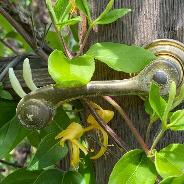 Things change from one day to the next- potential to expression, shift and transition all happening with or without witness. Jin yin hua, Japanese honeysuckle (Lonicera japonica)- all our names for a botanical wonder mislabeled by some a pest. The un