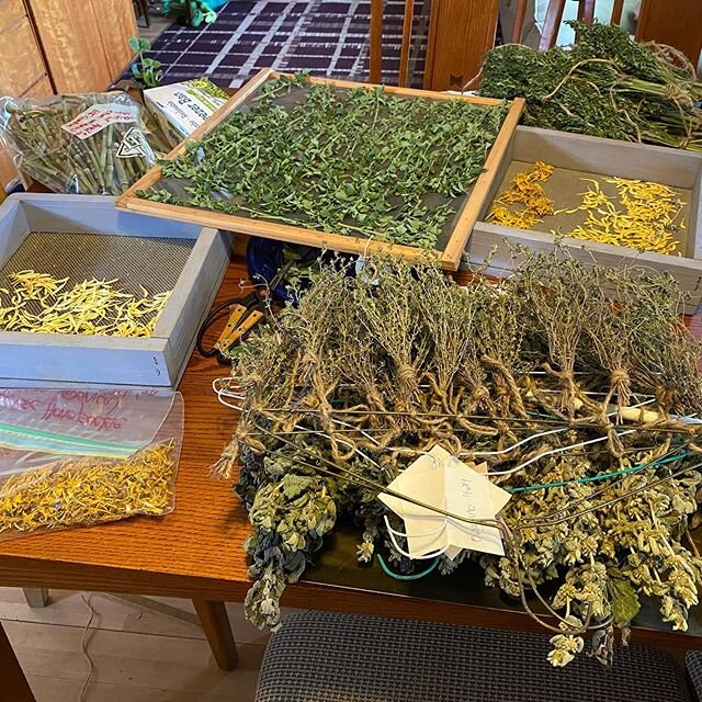 I used to have a dining room table.....
Springtime harvest and drying is time and space consuming. When you come up for air, it does leave one with clear recognition of how very rich we are.