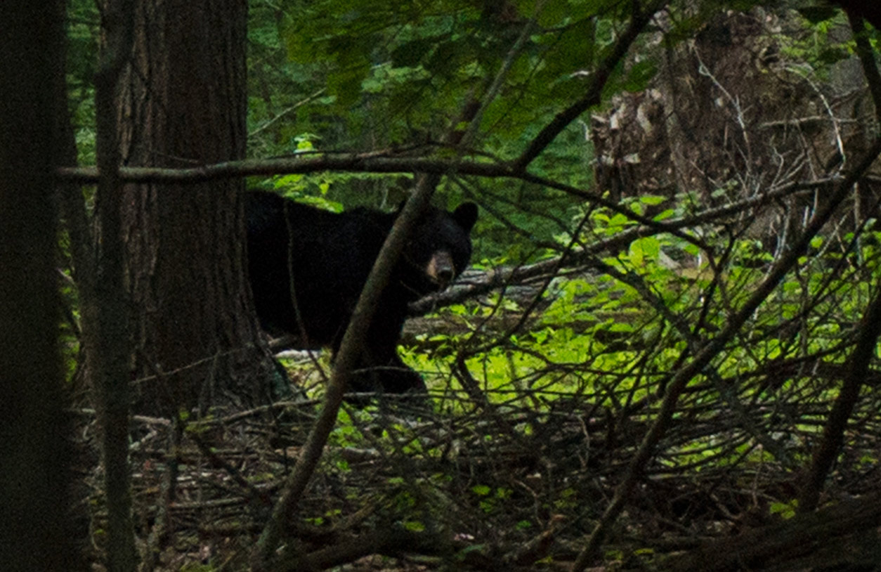 Bear are native to the forest that surrounds Alex's home and workshop