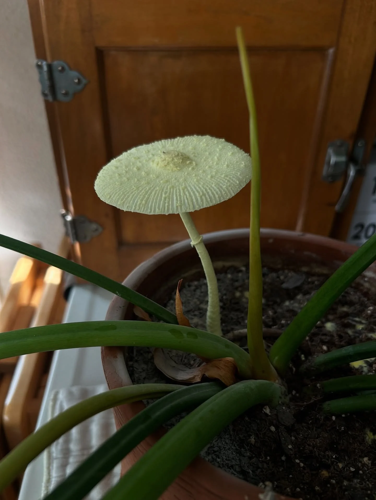 It&rsquo;s been so hot and humid in the house this beautiful ghostly mushroom is defying all odds and growing tall! I think it&rsquo;s the fungal version of me.

Seemingly impossible to survive with a lot against him, not a places to flourish, yet if