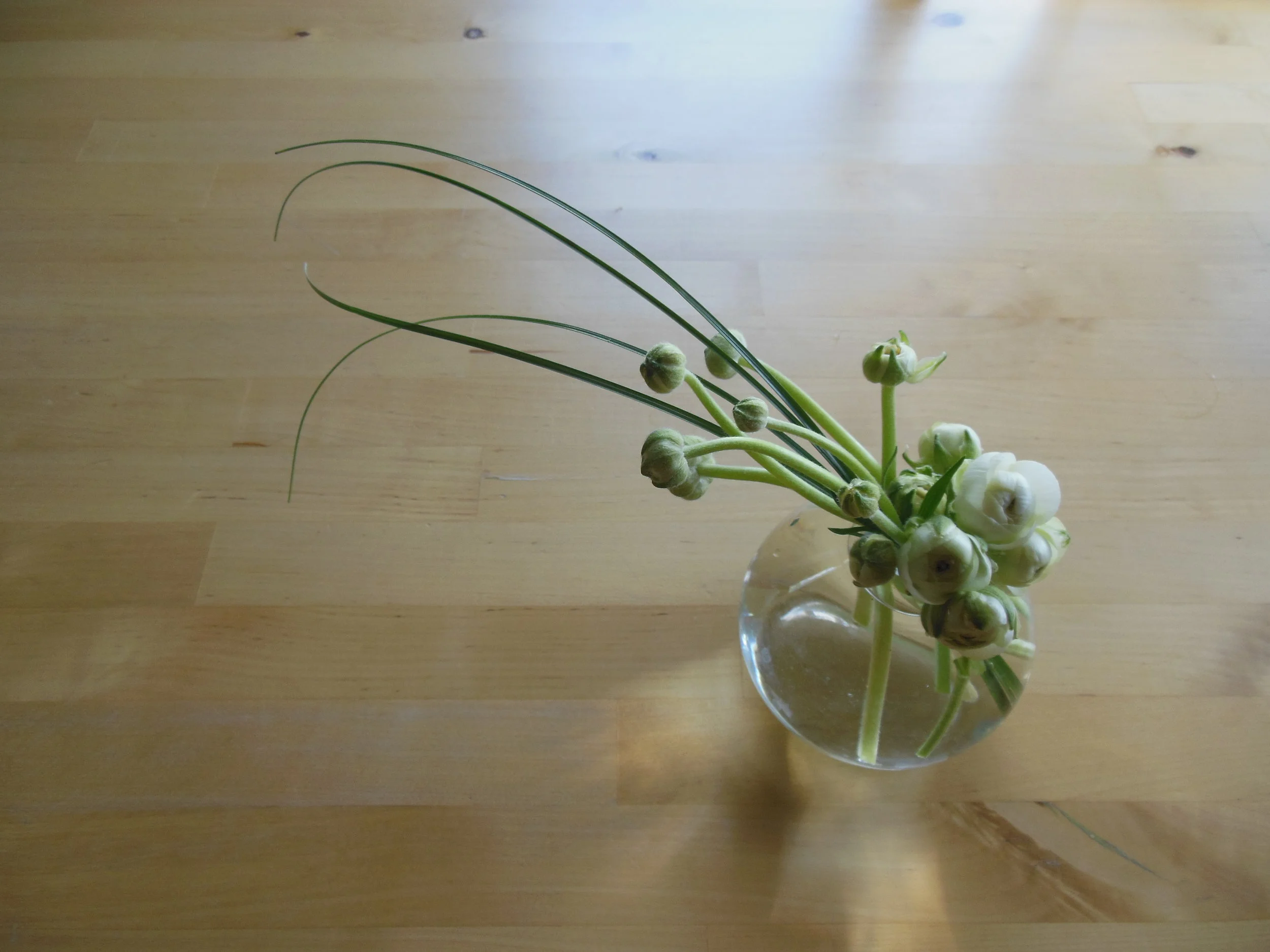 Ranunculus Buds.JPG