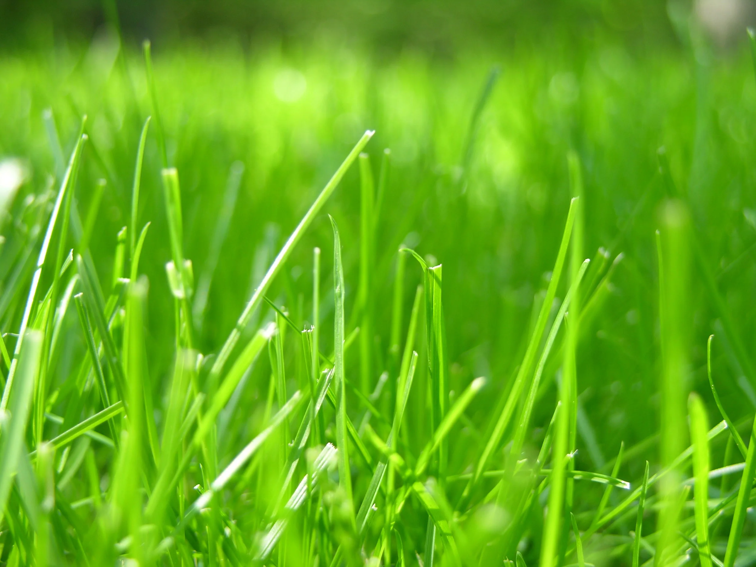 Grass_closeup.JPG