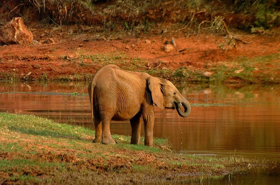 Africa.jpg