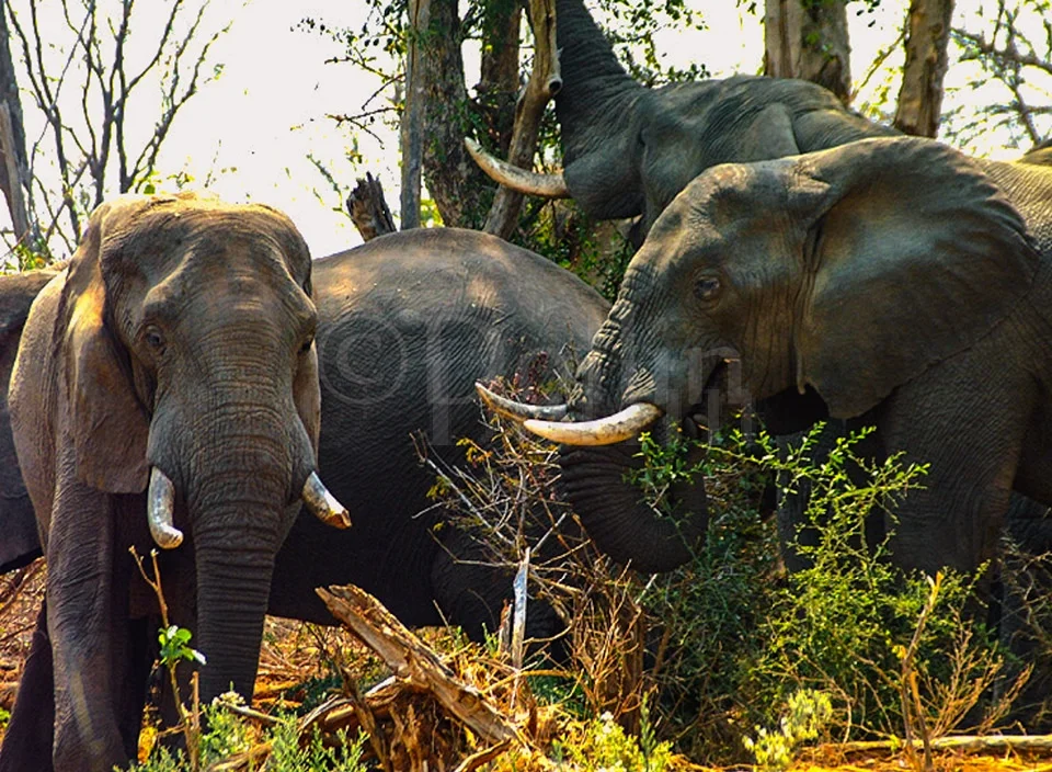 2001 African Elephants