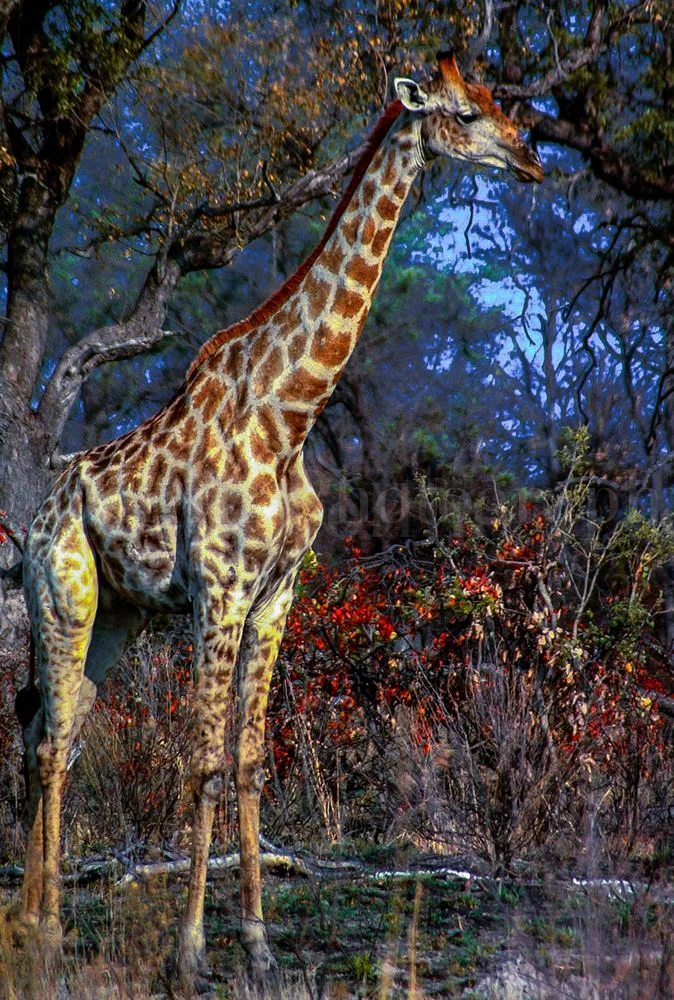 2001 African Giraffe